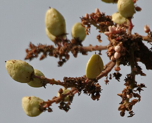Boswellia Serrata extract