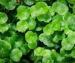 Gotu Kola extract