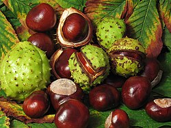 Horse Chestnut seed extract
